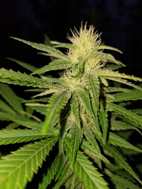 Fertilizante NutriWeed Crecimiento y Desarrollo 1Litro - Imagen 3