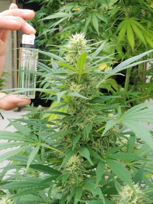 Fertilizante NutriWeed Crecimiento y Desarrollo 1Litro - Imagen 4