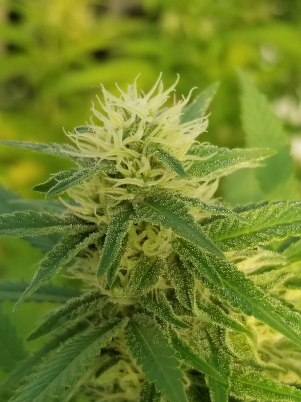 Fertilizante NutriWeed Crecimiento y Desarrollo 1Litro - Imagen 5
