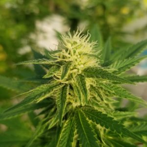 Fertilizante NutriWeed Crecimiento y Desarrollo 1Litro