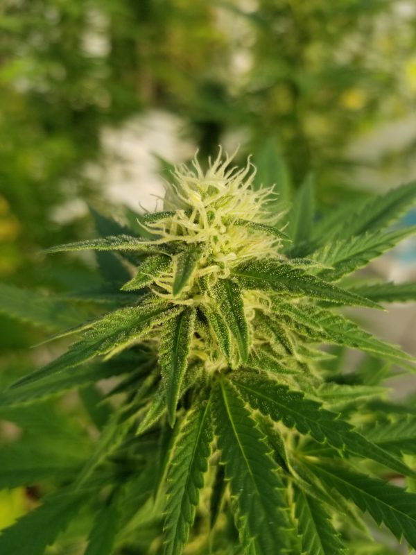 Fertilizante NutriWeed Crecimiento y Desarrollo 1Litro - Imagen 2